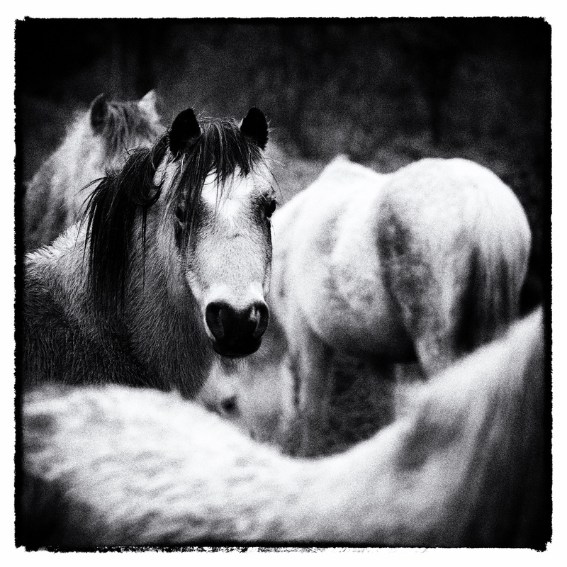 Ponies 1 - Creatures