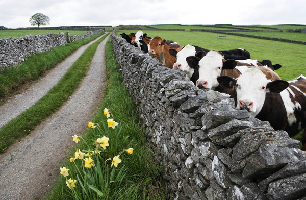 Peeping Cows - Sheep  and other furry animals