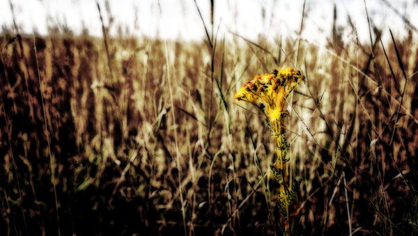 Grass 12 - Grass