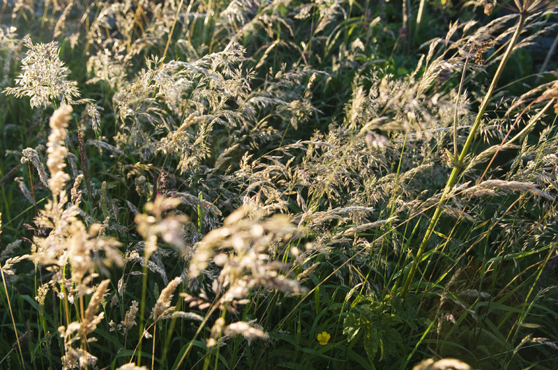 Grass 7 - Grass