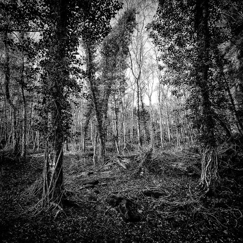 Trees 5 - Cards