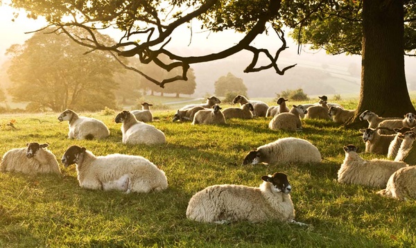 Sheep at sunrise - Sheep  and other furry animals