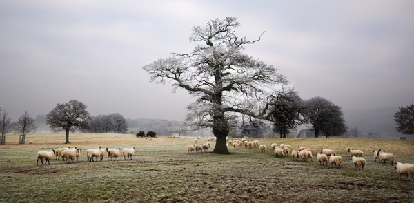 Sheep in Chatsworth Park - Sheep  and other furry animals
