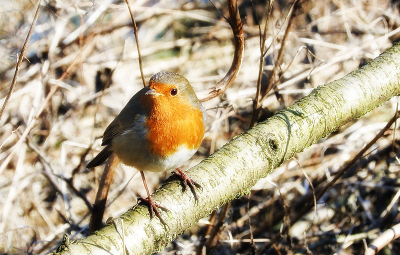 Robin - Greeting cards