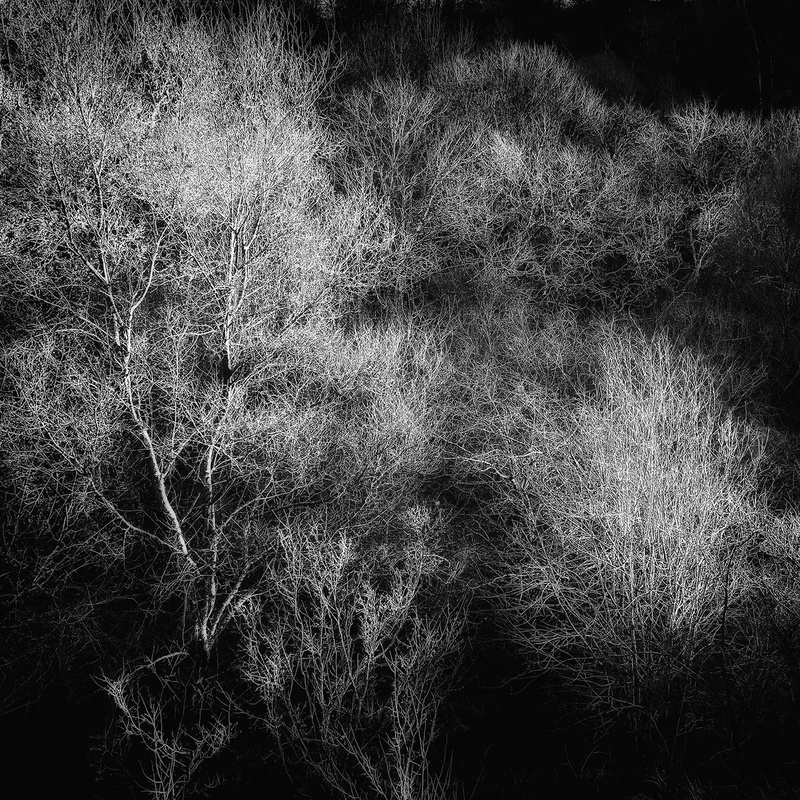 Trees 2 - Cards