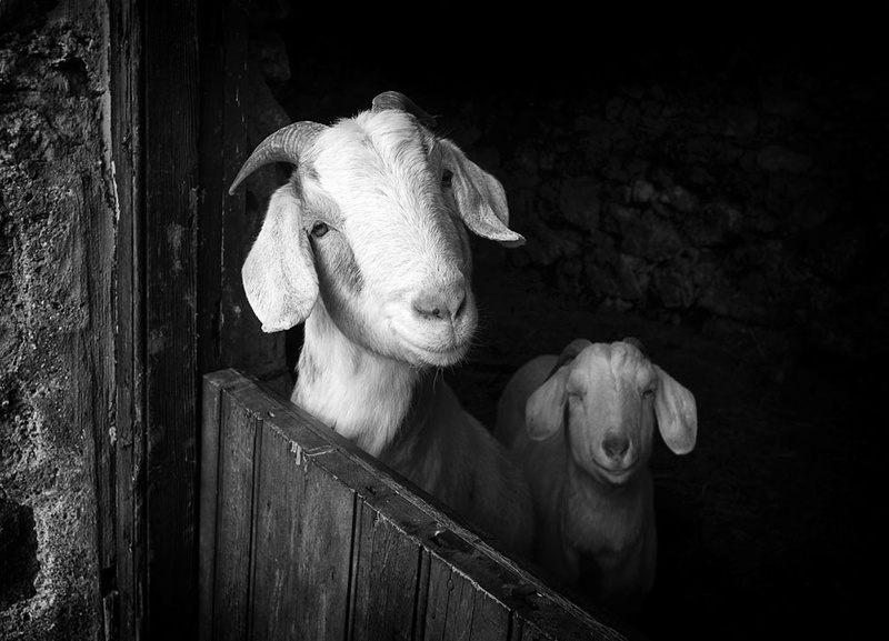 Smiling Goats - Sheep  and other furry animals