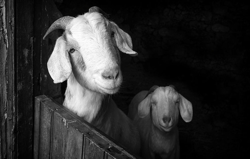 Smiling Goats - Greeting cards