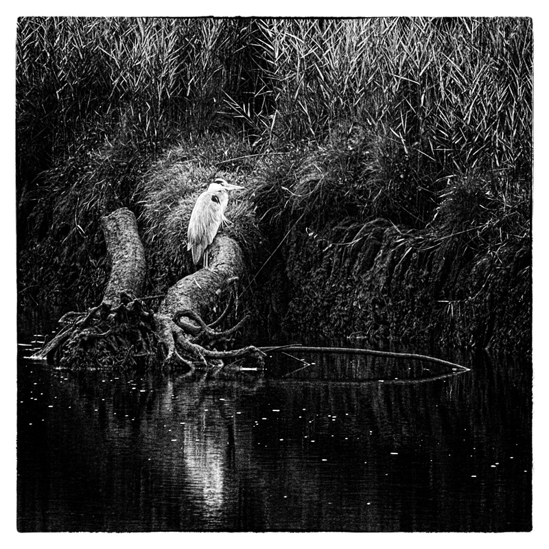 Heron Newport - Creatures