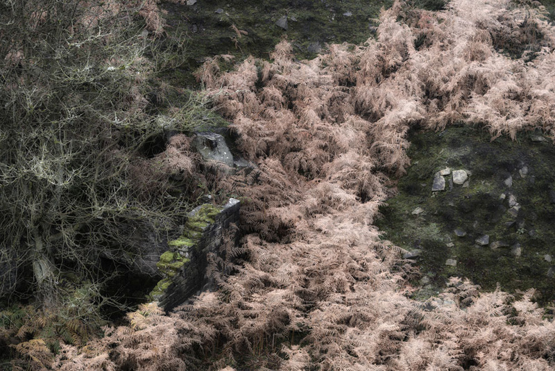 Bracken - Abstract landscapes