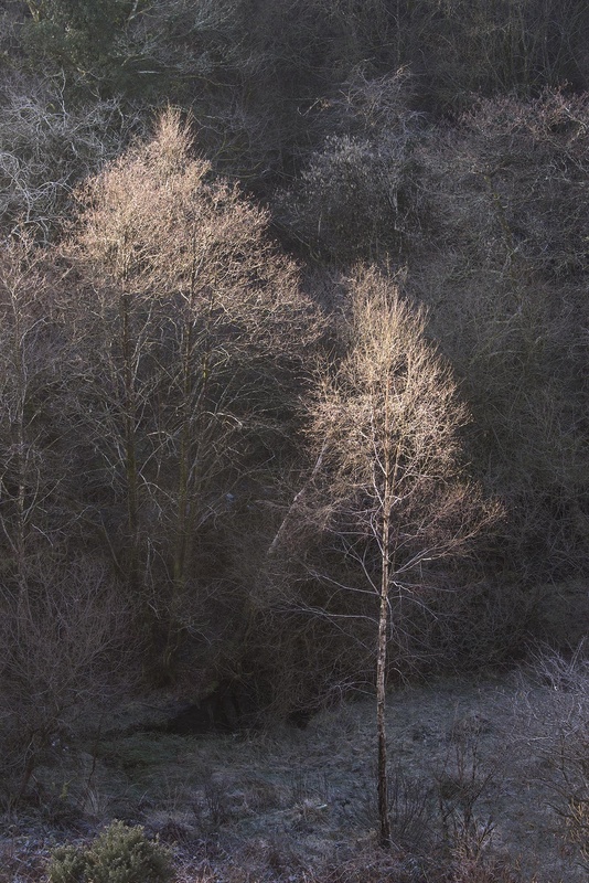 Silver Birch 1 - Valley Project