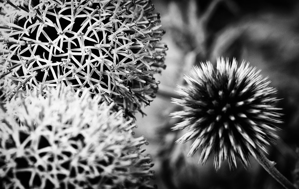 Globe Thistle - Simplicity