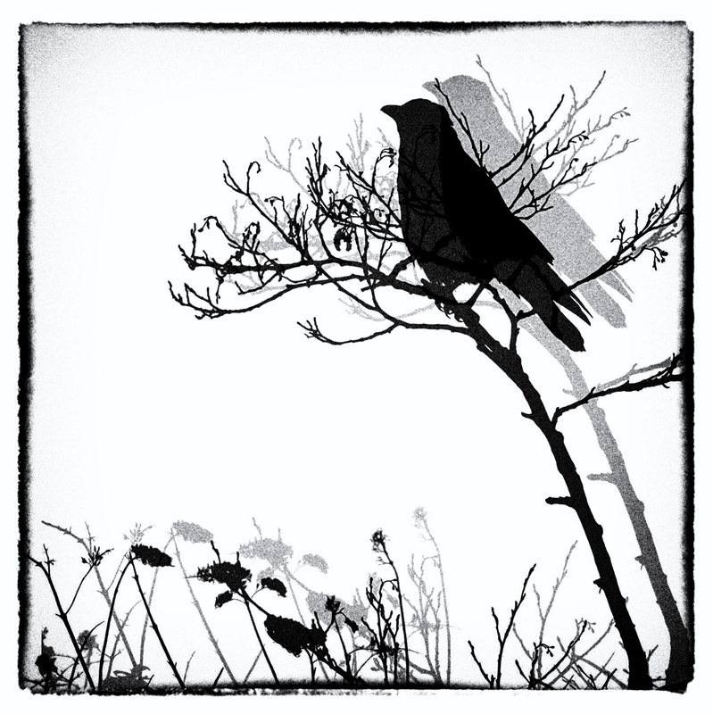 Bird in a bush - Creatures