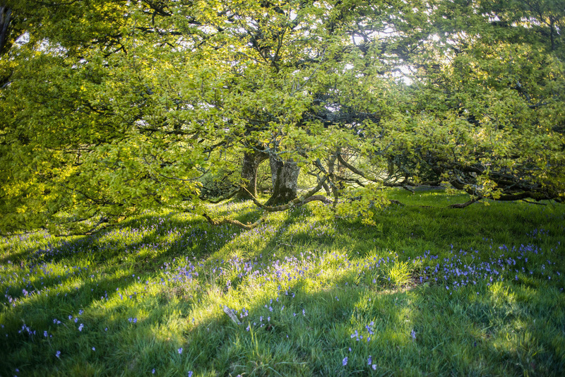 Bluebells Ty Canol - Greeting cards