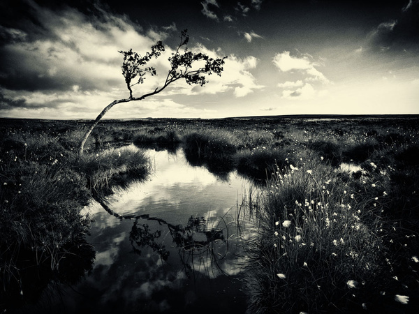 Lone Tree - Visual Imagery