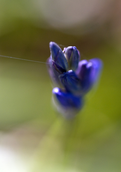 Bluebell macro 2 - Macro/Close up