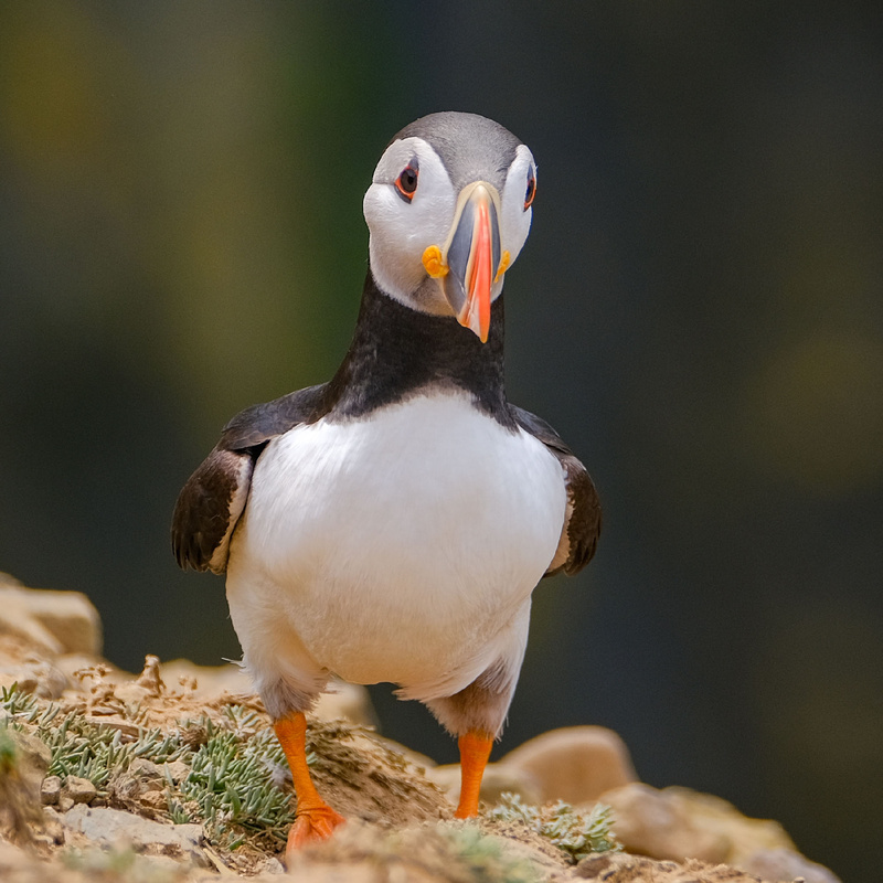 Puffin Skomer - Greeting cards