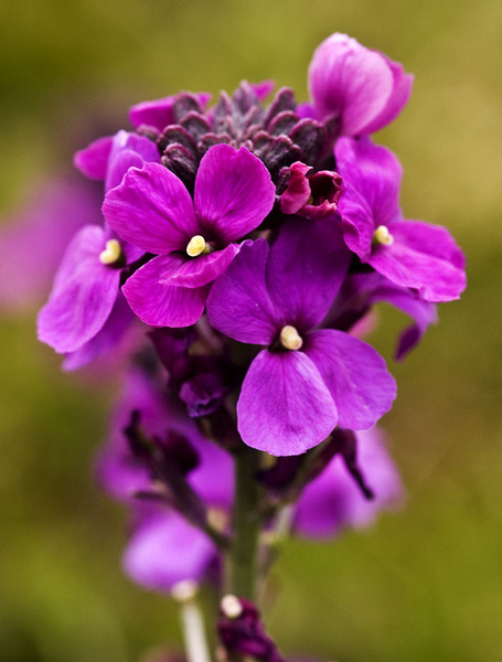 Wallflower - Flowers