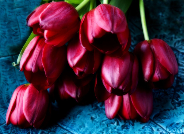 Tulips - Flowers