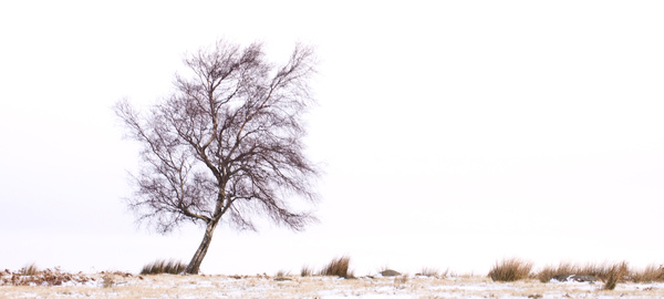 Solitree - Simplicity
