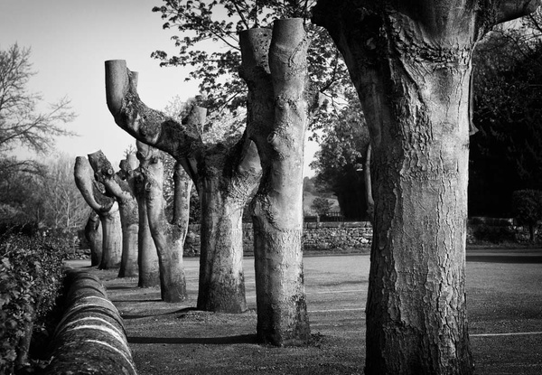 Bakewell Pollarded Trees - Black and White