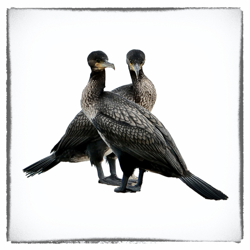 Cormorants - Creatures