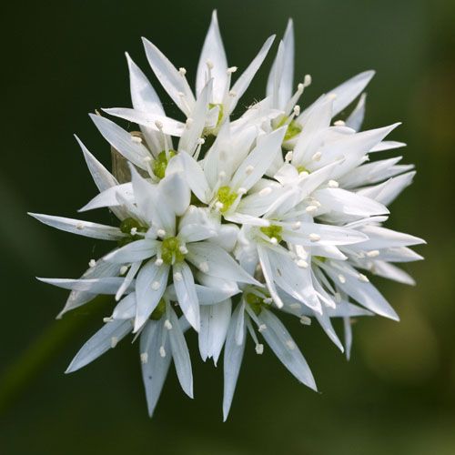 Ramson - Flowers