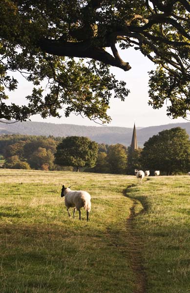 Sheep Chatsworth Park - Sheep  and other furry animals