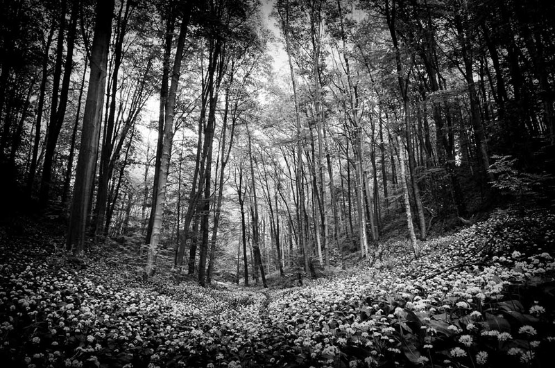 Trees and Ransoms - Black and White