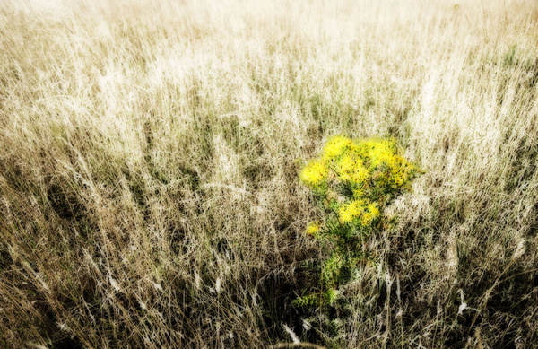 Grass 9 - Grass
