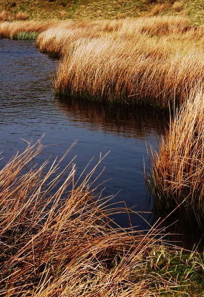 Abstract reeds - Abstract landscapes