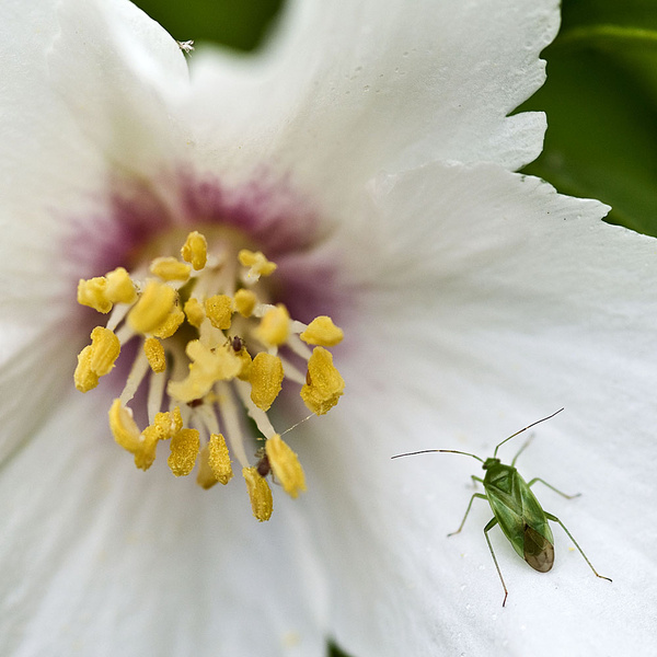 Green Bug - Sheep  and other furry animals