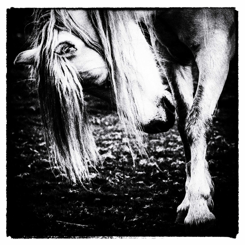 Pony 1 - Creatures