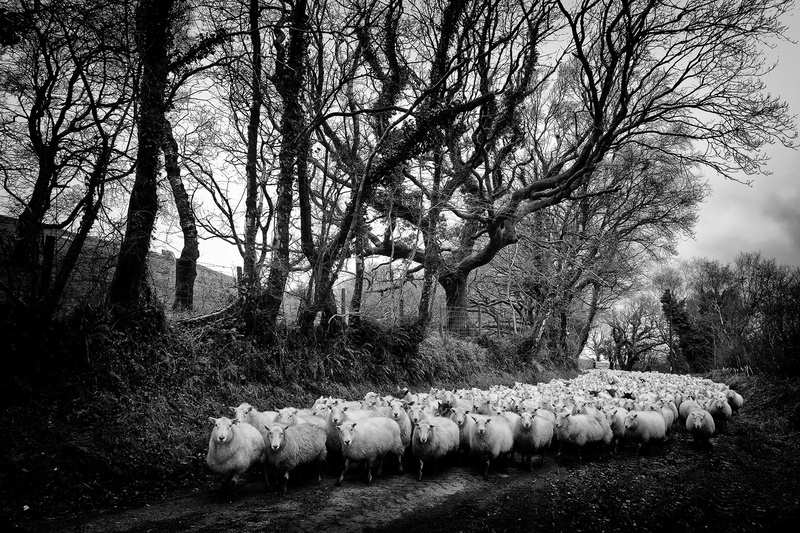 Sheep Brynberian - Black and White