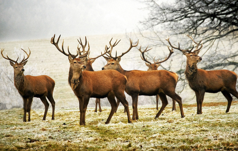 Stags - Greeting cards