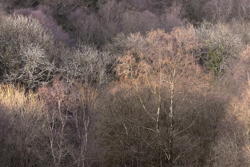Trees in Sunlight - Valley Project
