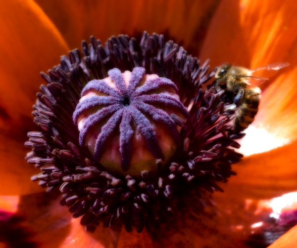Bee and Poppy - Flowers