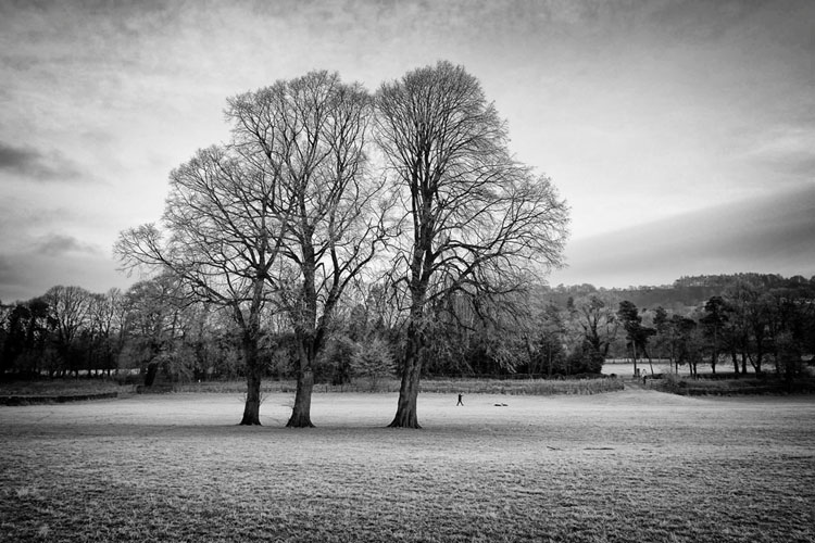 Three Trees - Black and White