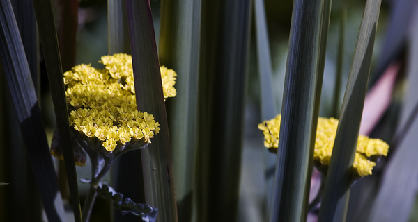 Alchemilla - Flowers