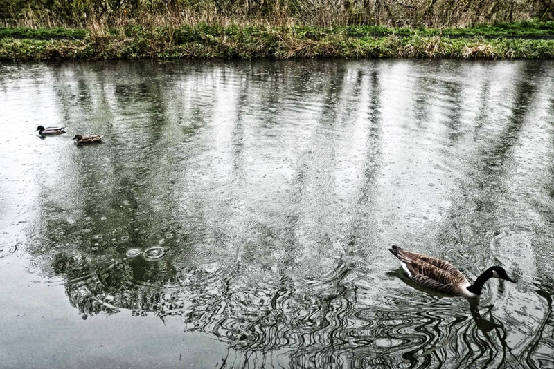 Ducks and Geese better scurry... - Sheep  and other furry animals