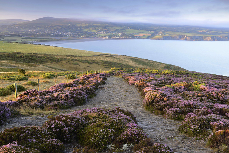 Newport Heather Sunrise Pembrokeshire - West Wales