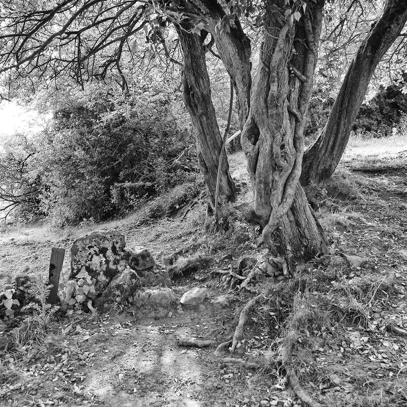 Trees 4 - Cards