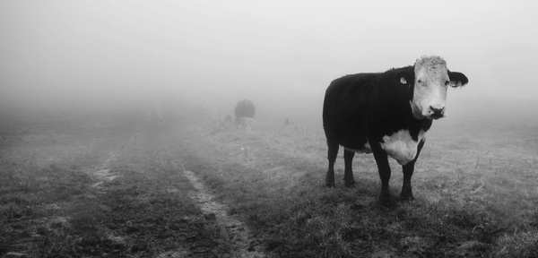 Cows in the mist 1 - Sheep  and other furry animals