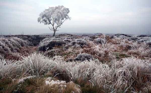 Beeley Moor Tree Frost 4 - Winter Landscapes
