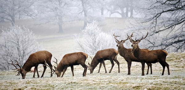 Stags - Sheep  and other furry animals