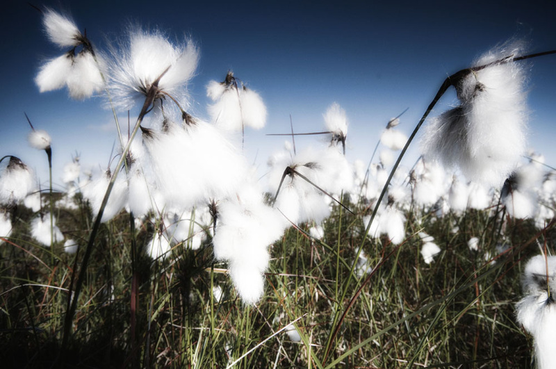 Cotton Grass - Grass