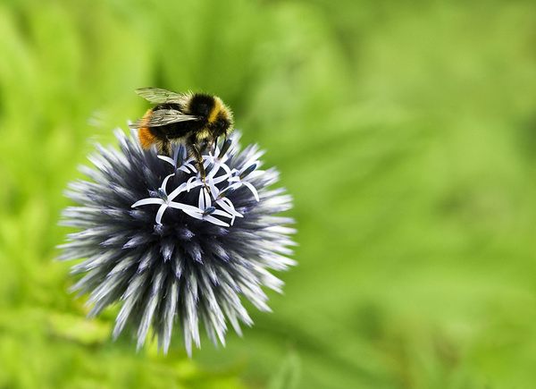 Bumble Bee - Sheep  and other furry animals