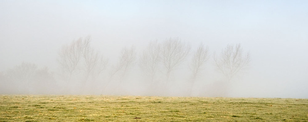 Trees in mist - Simplicity