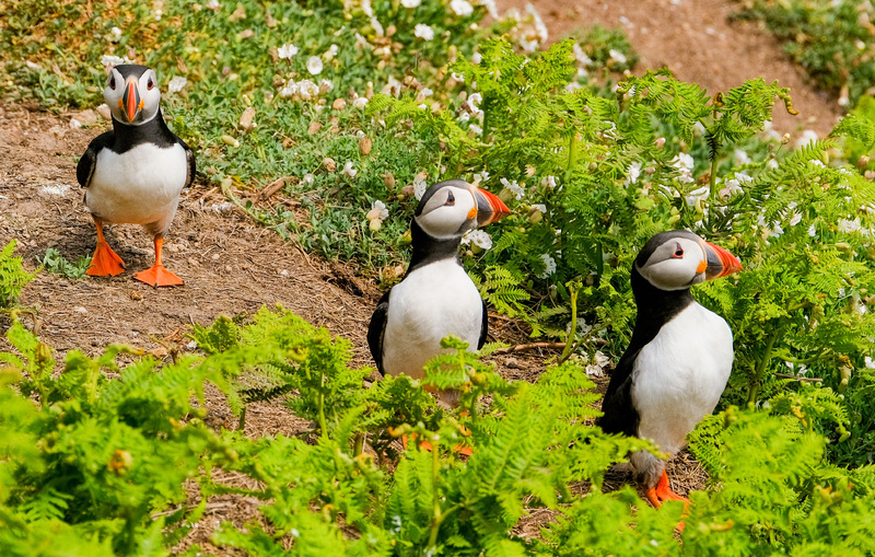 Puffins Skomer - Greeting cards