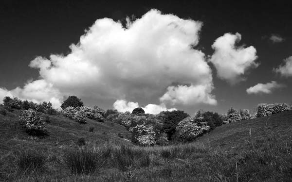 May Blossom Oker Hill - Black and White