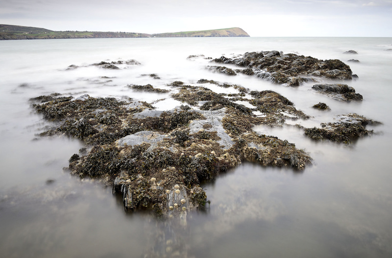 Newport Seaweed and Shells Pembrokeshire - West Wales